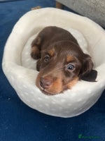 Miniature Dachshund dogs Long Haired Miniature Dachshunds Chocolate and Tan - Advert 15