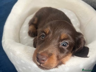 Miniature Dachshund dogs Long Haired Miniature Dachshunds Chocolate and Tan - Advert 14