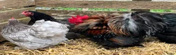 Chickens poultry for sale: Pekin Bantams, Chicks, Growers, Point of Lay, Hens - Advert 4