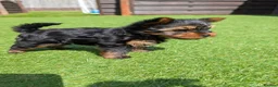 Yorkshire Terrier dogs for sale: Yorkshire terrier boy - Advert 1
