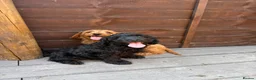 Cavapoo dogs for sale: Puppies ready to leave to their new loving homes - Advert 19