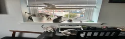 British Shorthair cats for sale: Beautiful BSH kittens  - Advert 8