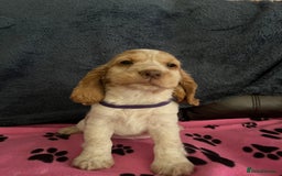 Cocker Spaniel dogs for sale: Stunning show type cocker spaniel puppies  - Image 24