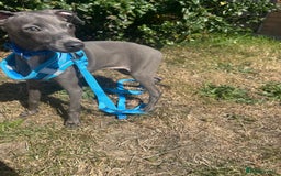 Italian Greyhound dogs for sale: Last blue boy kc reg ready now fully vaccinated  - Image 5