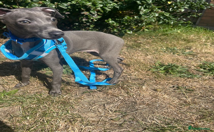 Italian Greyhound dogs - Advert 1
