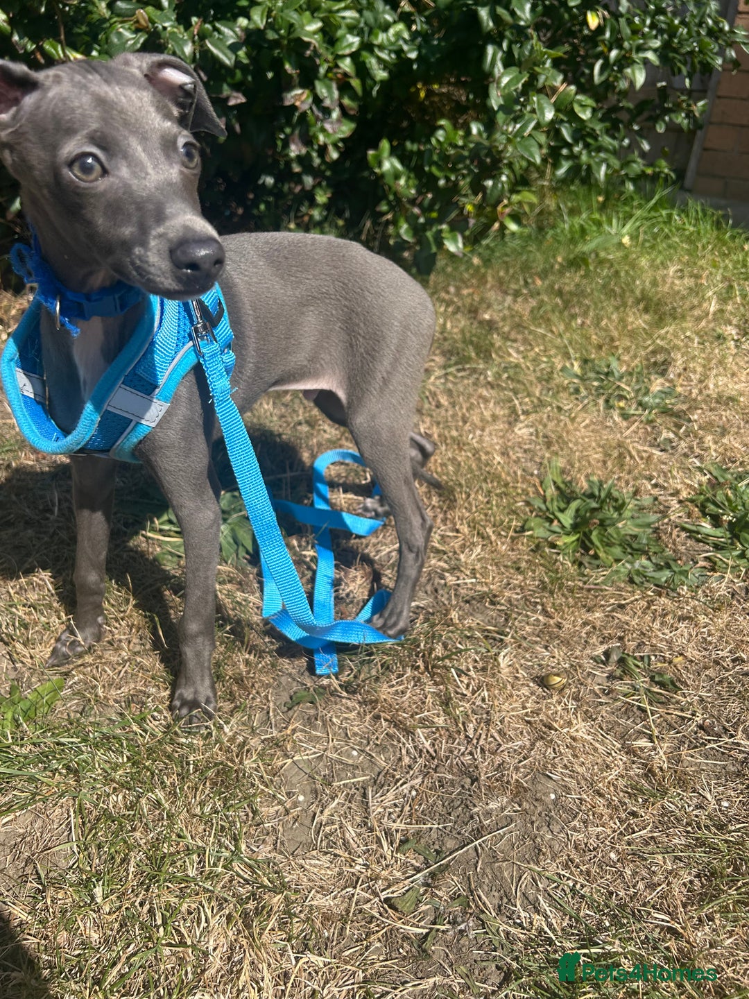 Italian Greyhound dogs for sale: Last blue boy kc reg ready now fully vaccinated  - Image 5