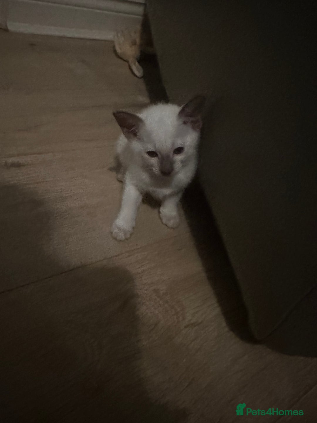 Siamese cats for sale: Beautiful Siamese females  - Advert 8