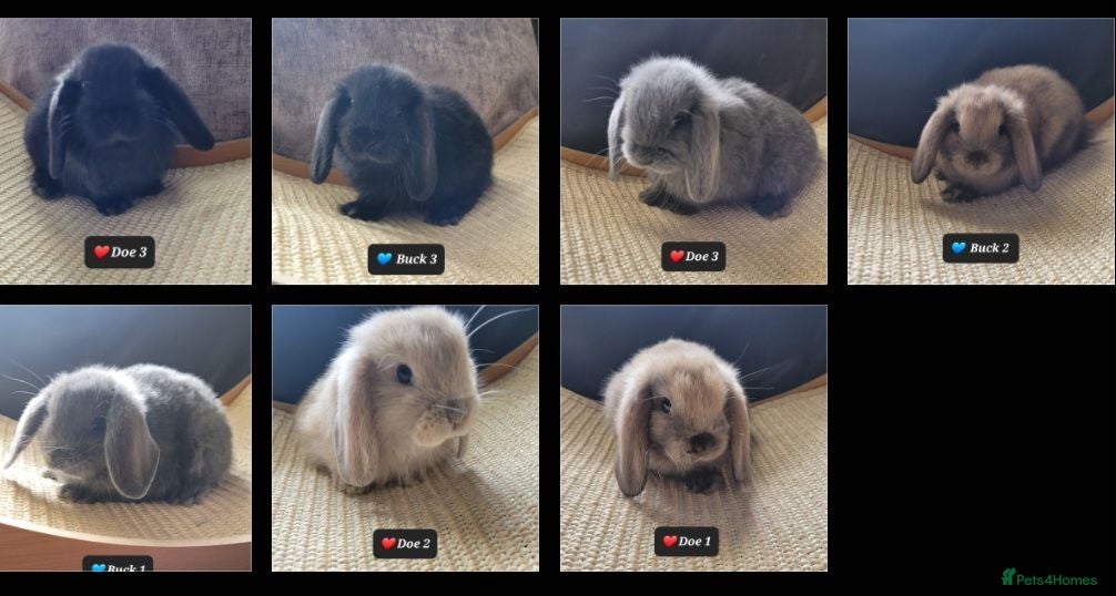 Mini Lop rabbits Pure mini lops  - Advert 6