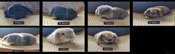 Mini Lop rabbits for sale: Pure mini lops  - Advert 1
