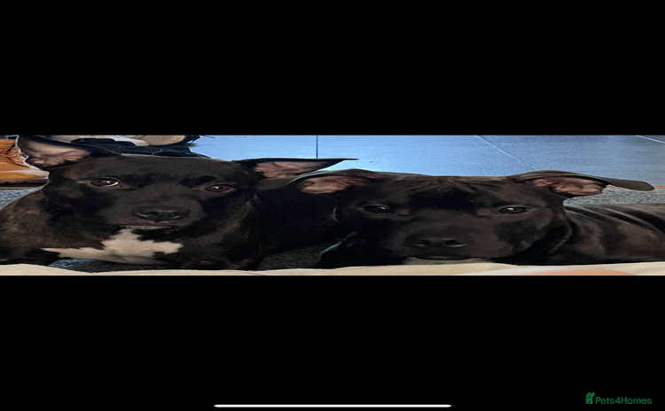 Staffordshire Bull Terrier dogs - Advert 1