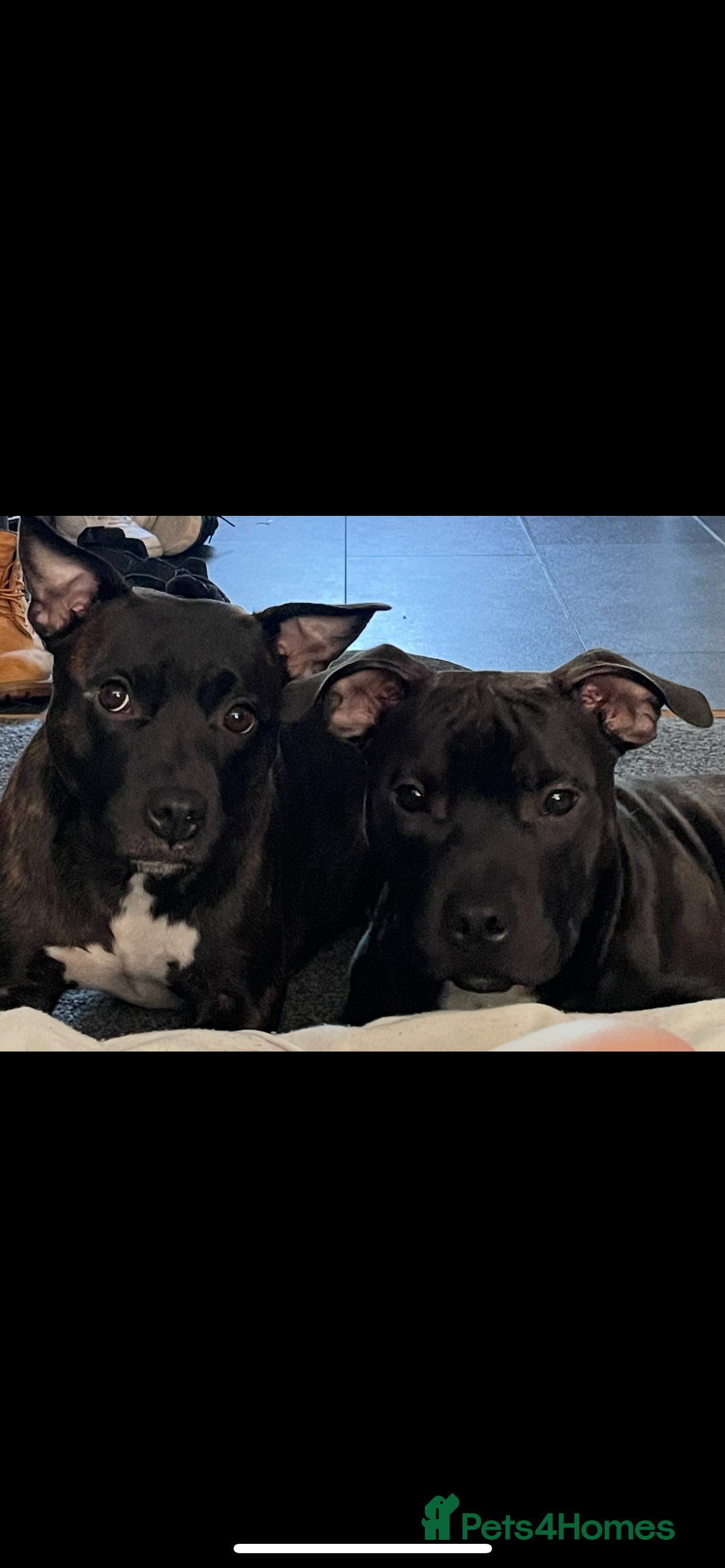 Staffordshire Bull Terrier dogs for sale: Duchess & Dodgers litter!  - Image 1