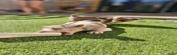 Jack Russell dogs for sale: Merle jack russels - Advert 23