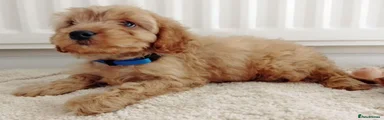 Cavapoo 2