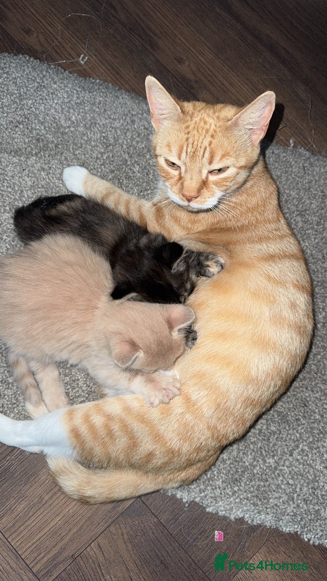 Mixed Breed cats for sale: Two beautiful kittens for sale  - Image 7