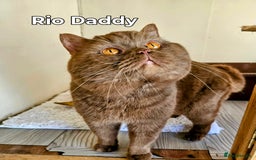 British Longhair cats for sale: Cinnamon bi colour longhair  - Image 18