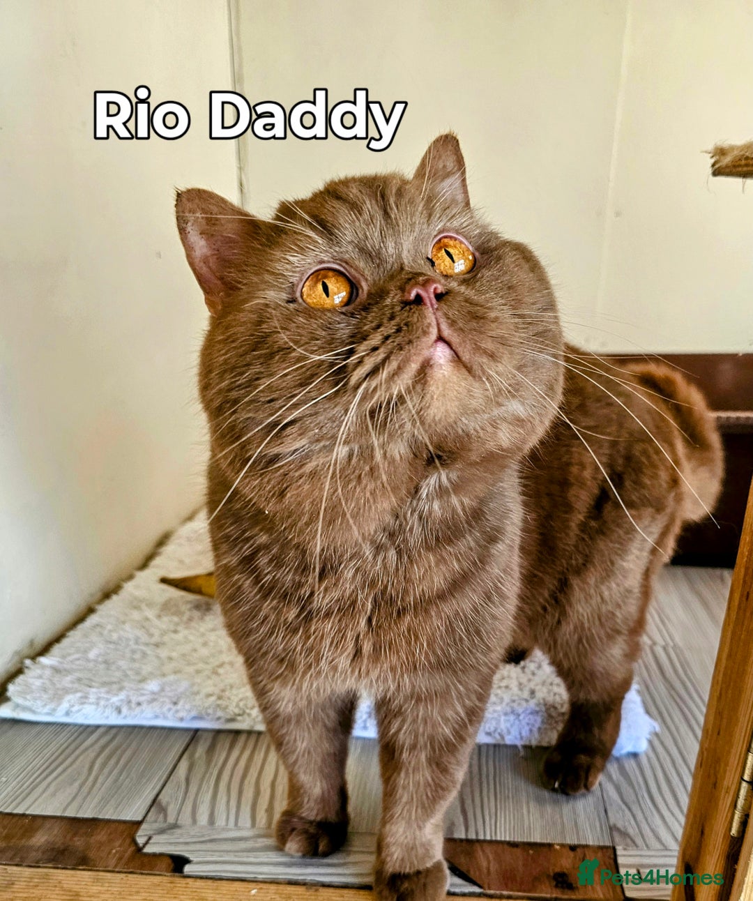 British Longhair cats for sale: Cinnamon bi colour longhair  - Image 18