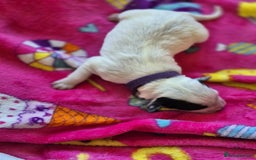 Mixed Breed dogs for sale: Mixed breed puppies for sale  - Advert 18