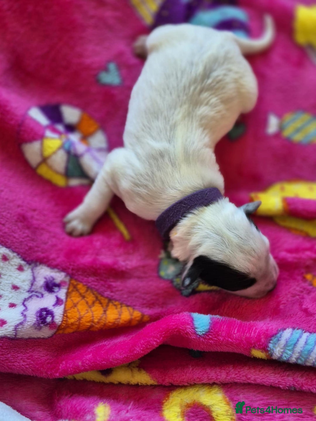 Mixed Breed dogs for sale: Mixed breed puppies for sale  - Advert 18