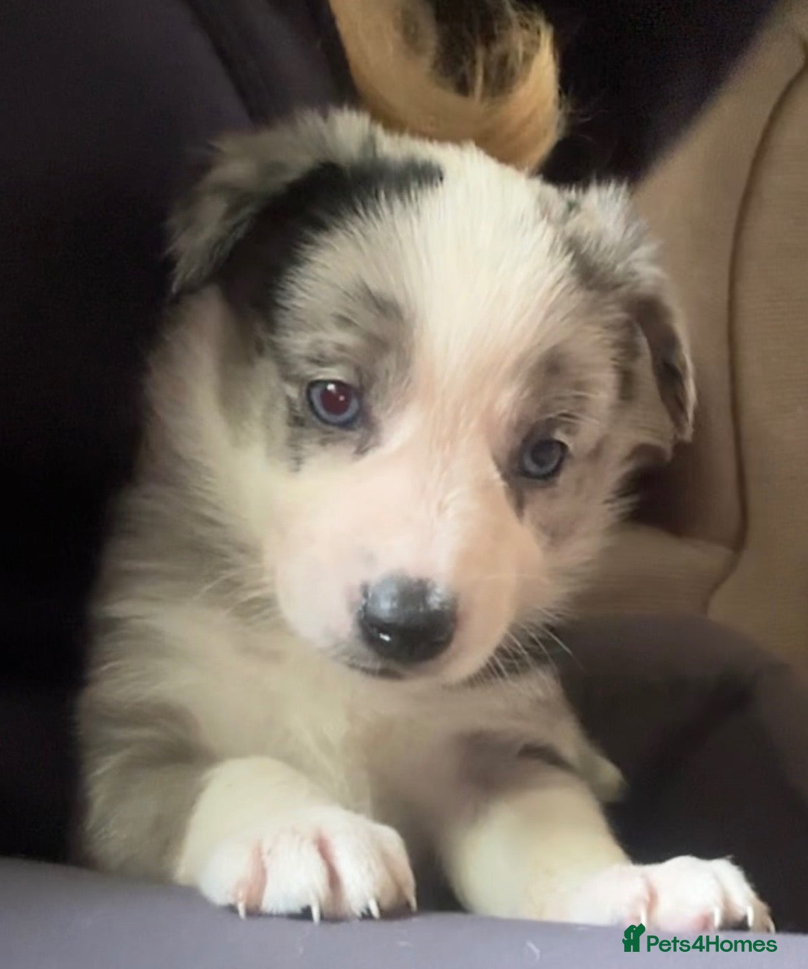 Border Collie dogs 7 Gorgeous Grey Merle Puppies  - Advert 2
