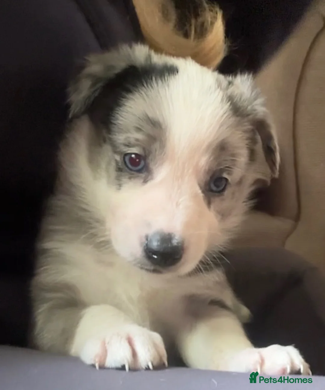 Border Collie dogs for sale: 7 Gorgeous Grey Merle Puppies  in Flint - Advert 1