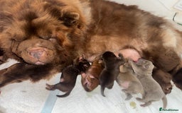 Chow Chow dogs for sale: CHOC🍫LILAC🌪️Champion KC reg🏆 pedigree chow chow - Image 15