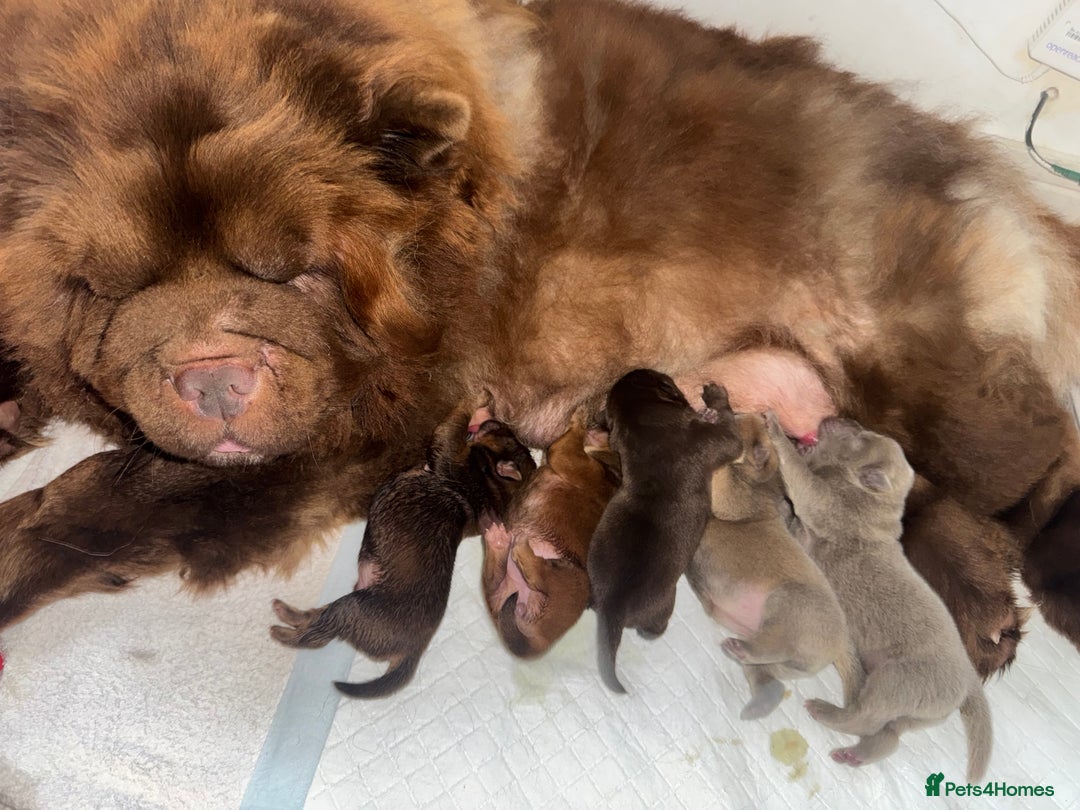 Chow Chow dogs for sale: CHOC🍫LILAC🌪️Champion KC reg🏆 pedigree chow chow - Image 15