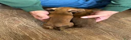 Miniature Dachshund dogs for sale: ⭐️Beautiful Kaninchen Pups READY NOW - Advert 6