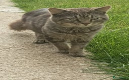 Maine Coon cats for sale: Beautiful Maine coon mix kittens. - Image 2