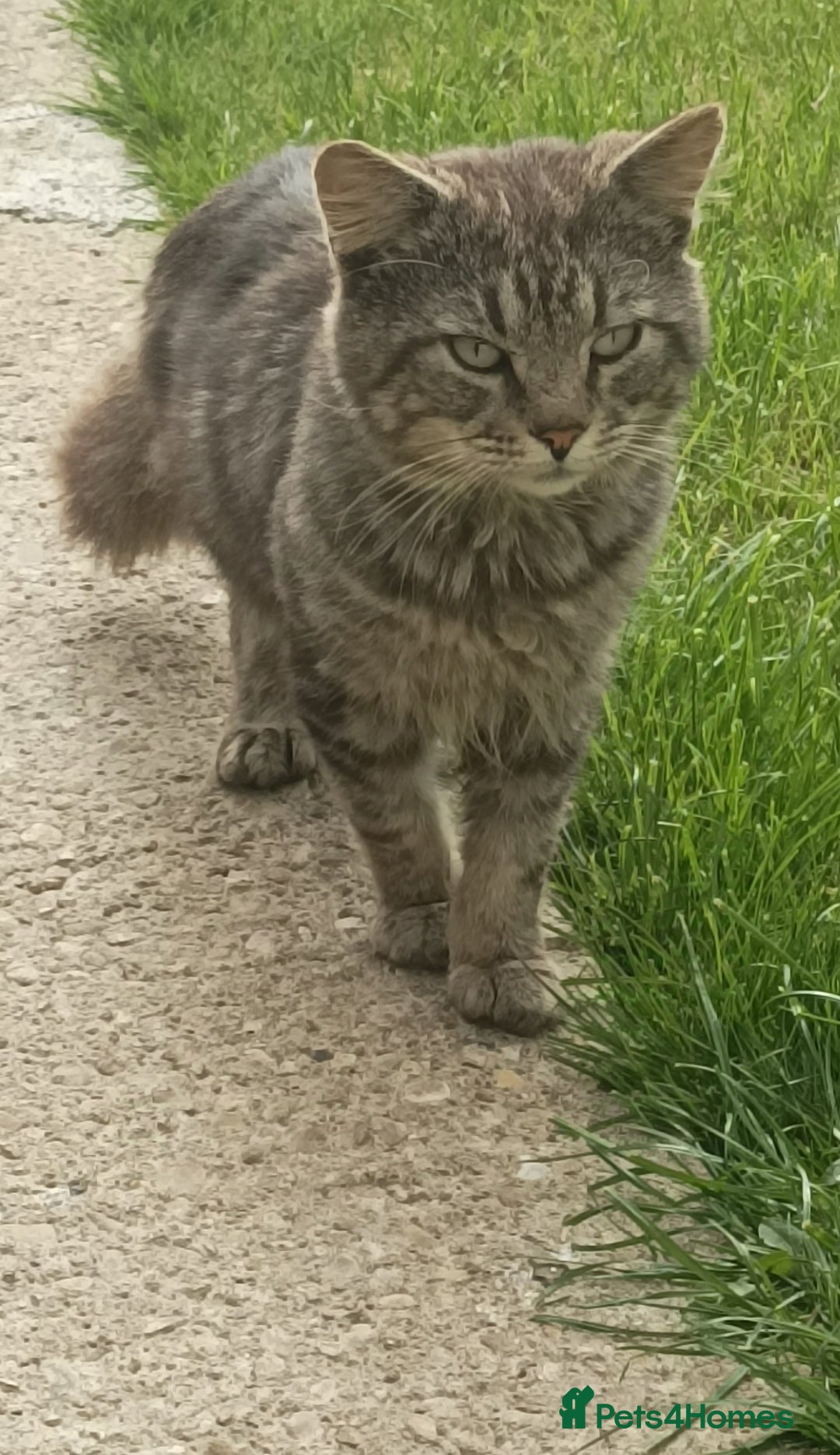 Maine Coon cats for sale: Beautiful Maine coon mix kittens. - Image 2