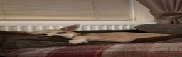 Chihuahua dogs for sale: Deer head Chihuahua  in Manchester - Advert 5