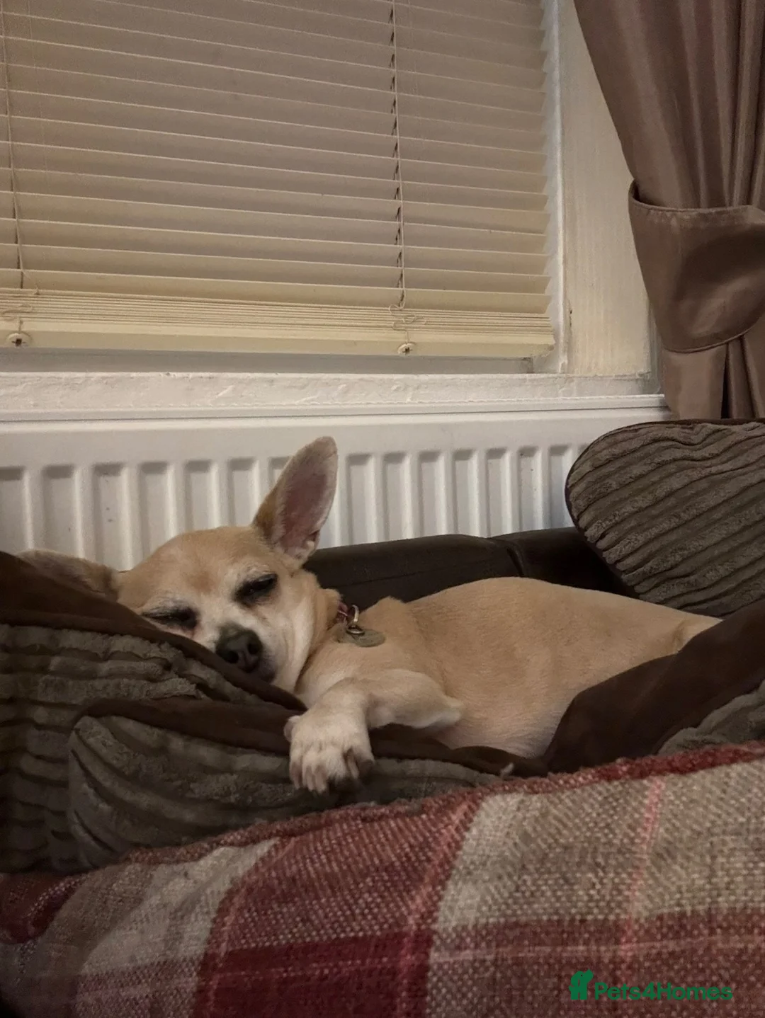 Chihuahua dogs for sale: Deer head Chihuahua  in Manchester - Advert 5