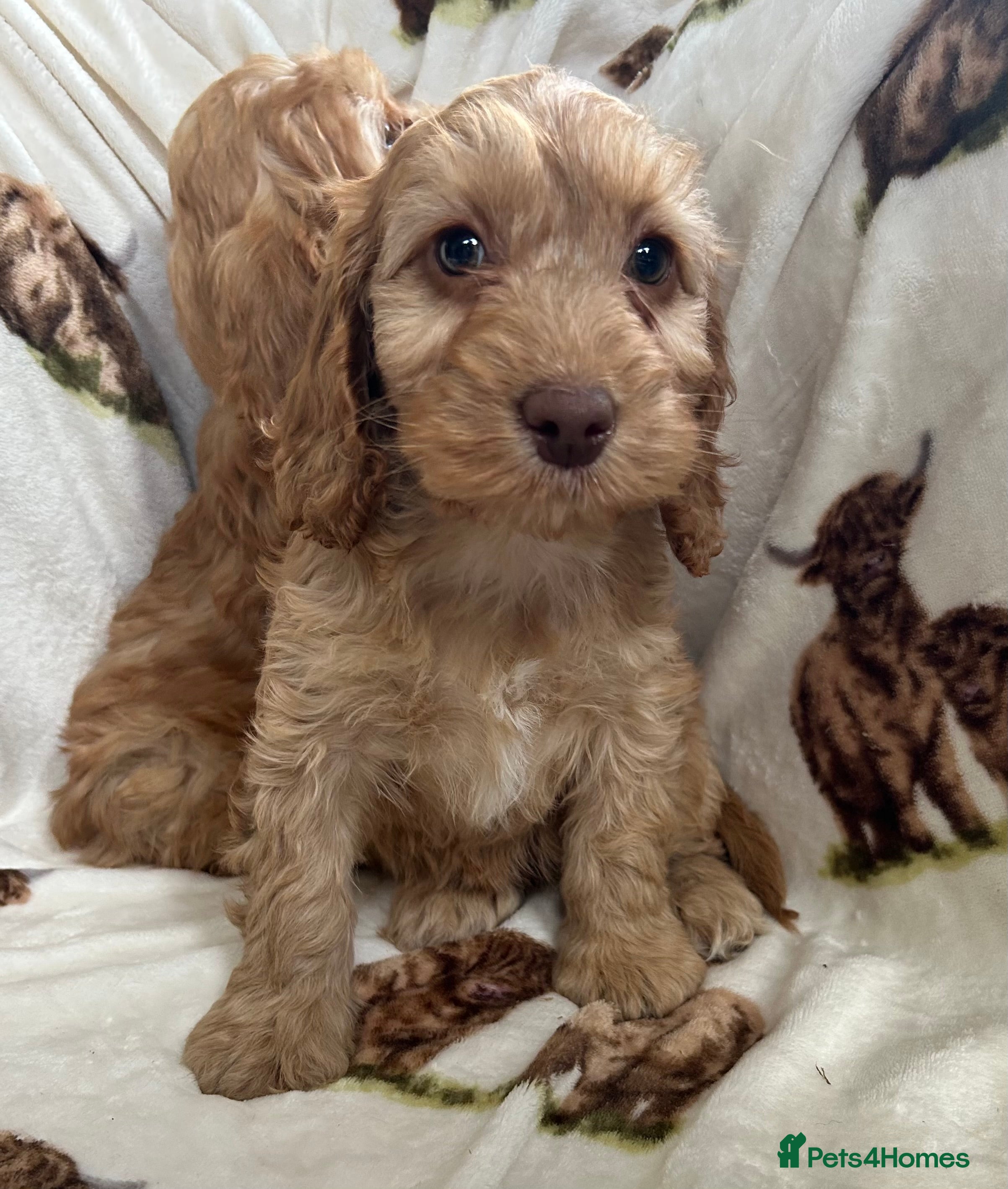 Cockapoo dogs Beautiful Red Cockerpoo Puppies - Advert 10