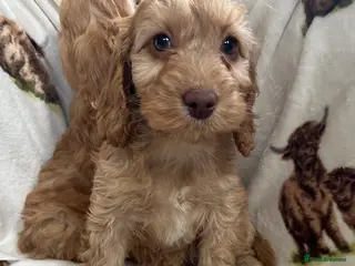 Cockapoo dogs Beautiful Red Cockerpoo Puppies - Advert 10