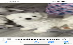 Bichon Frise dogs for sale: Bichon frise - Image 7