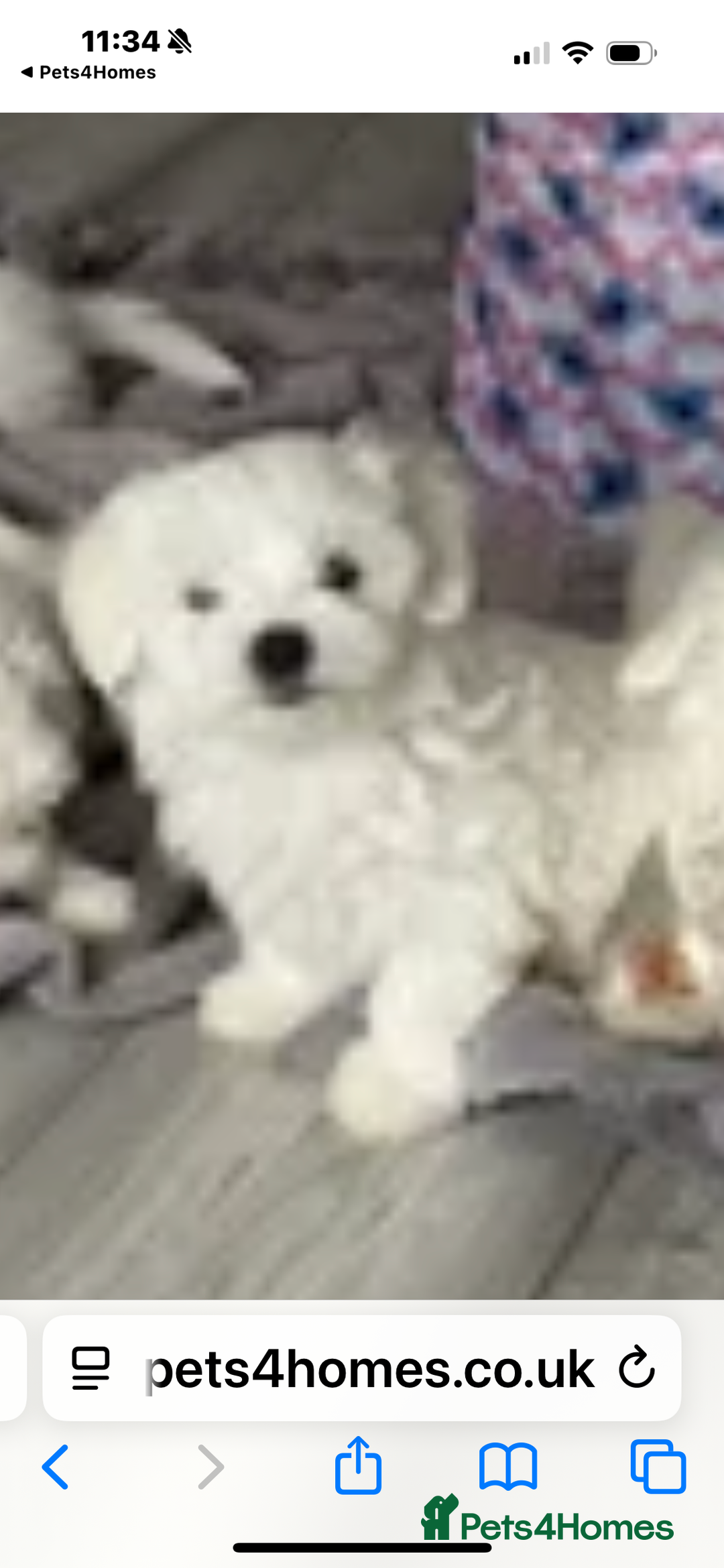 Bichon Frise dogs for sale: Bichon frise - Image 7