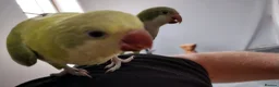Parakeets birds for sale: Beautiful Hand Reared Quaker Parakeets - Advert 3