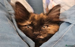 Norwegian Forest Cat cats for sale: Full pedigreed Norwegian forest cats  - Image 4