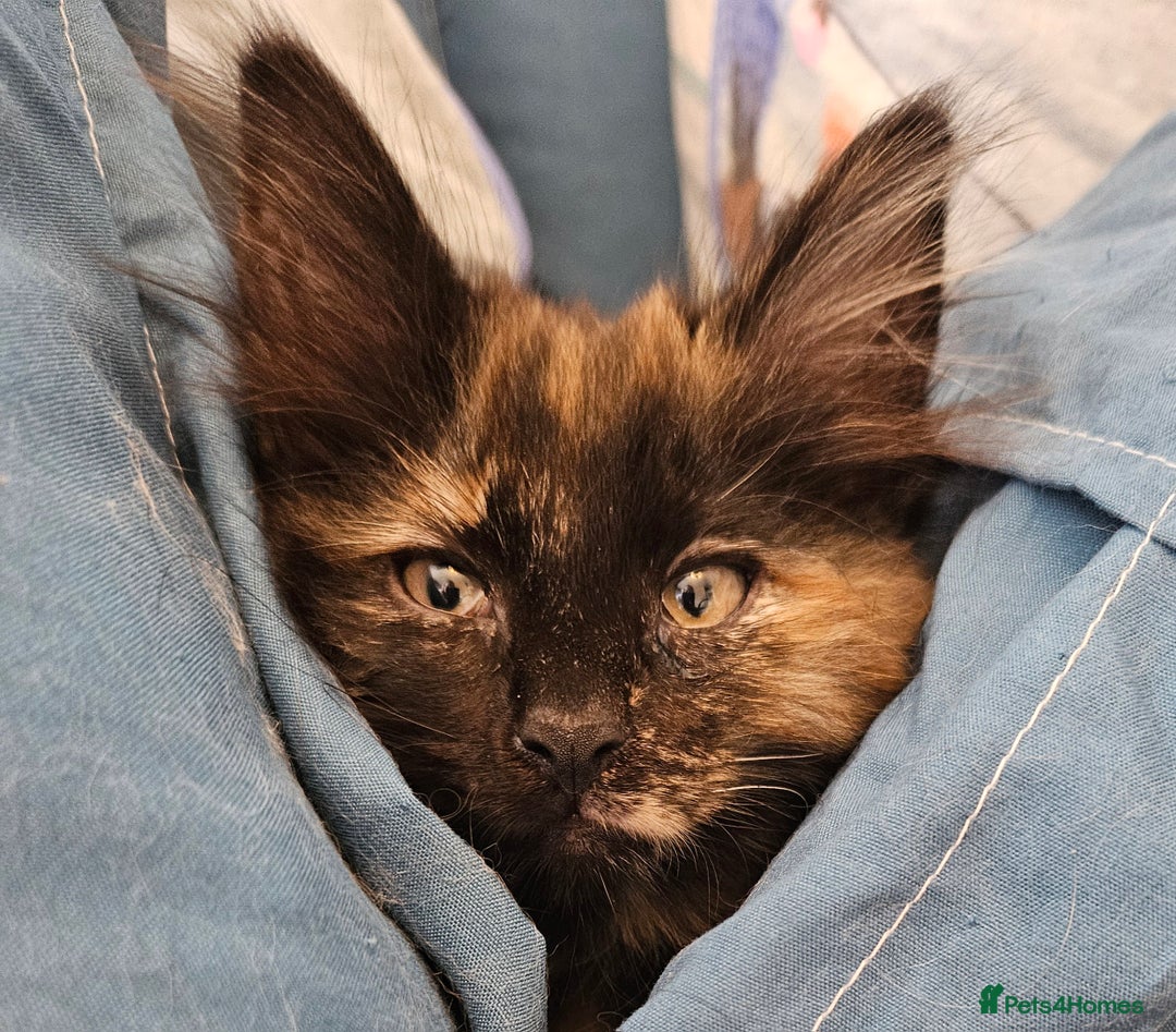 Norwegian Forest Cat cats for sale: Full pedigreed Norwegian forest cats  - Image 4