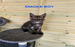 Maine Coon cats for sale: Maine Coon  - Image 7
