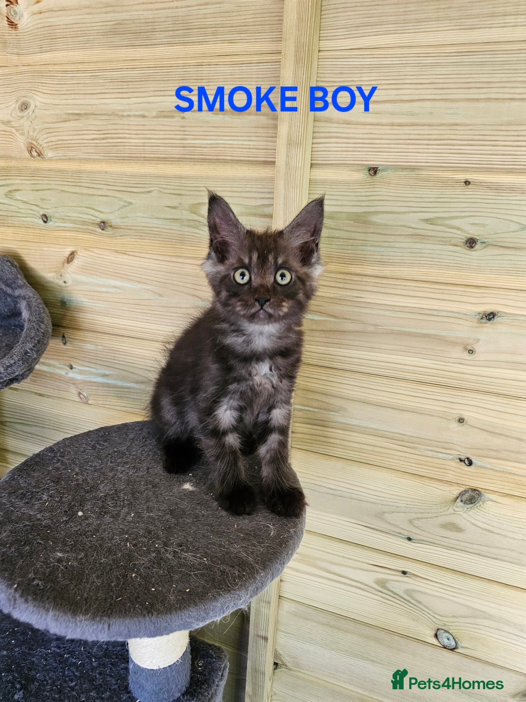 Maine Coon cats for sale: Maine Coon  - Image 7