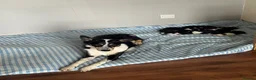 Border Collie dogs for sale: Puppies for sale  - Advert 19