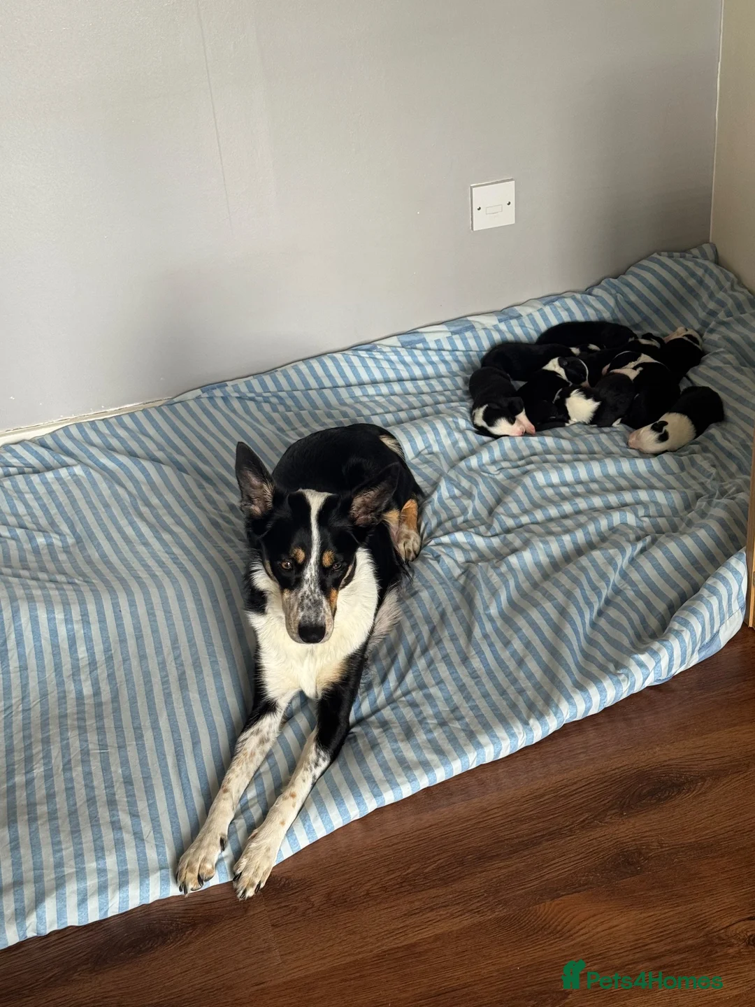 Border Collie dogs for sale: Puppies for sale  - Advert 19
