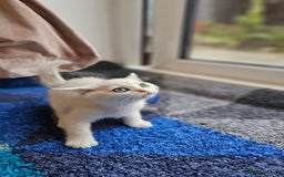 British Shorthair cats for sale: British Shorthair Kittens – Golden & Silver Shaded - Image 25