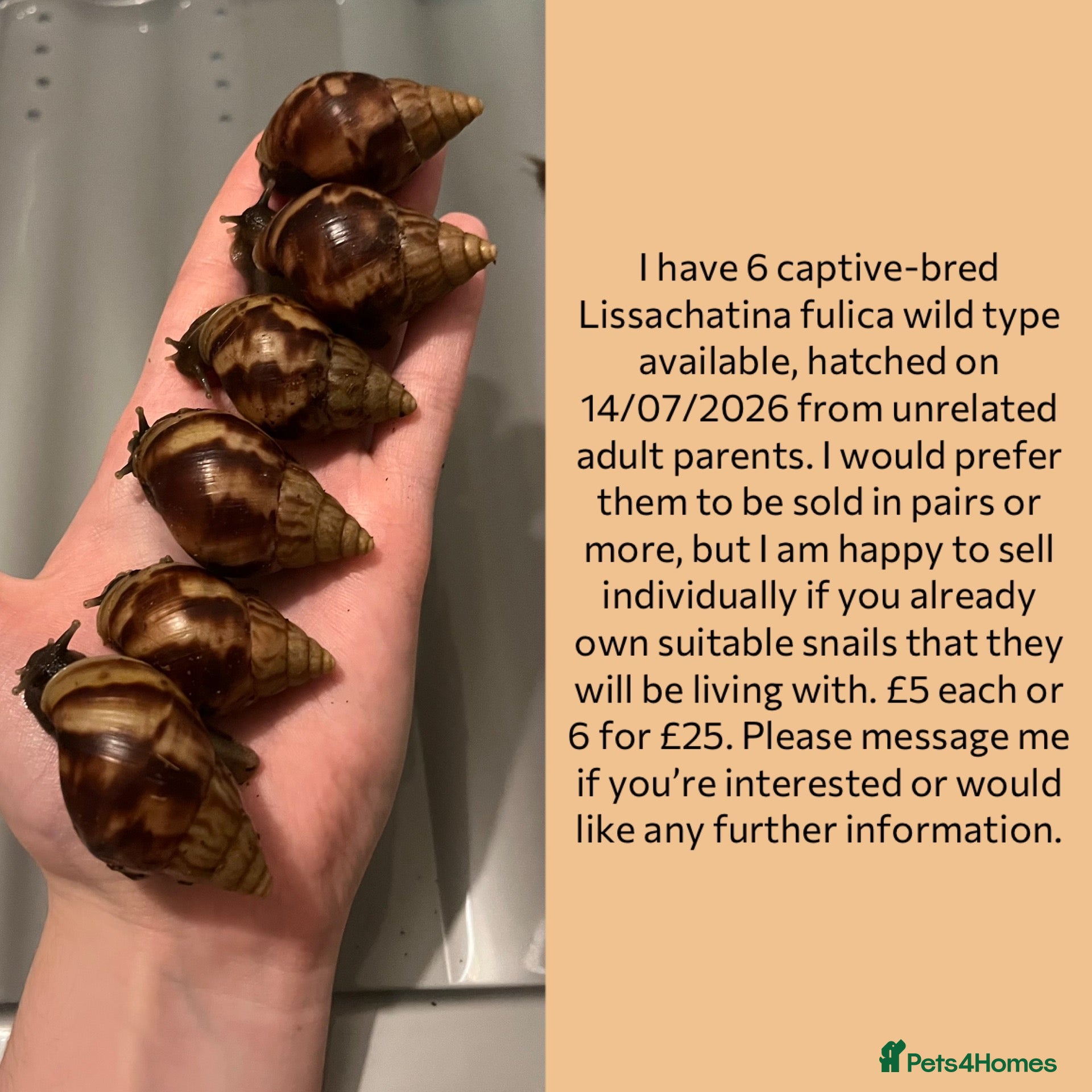 Snails invertebrates 10 African land snails (Lissachatina fulica)  - Advert 1