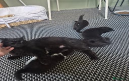 Mixed Breed cats for sale: Pretty all black ragdoll mix girls - Image 1