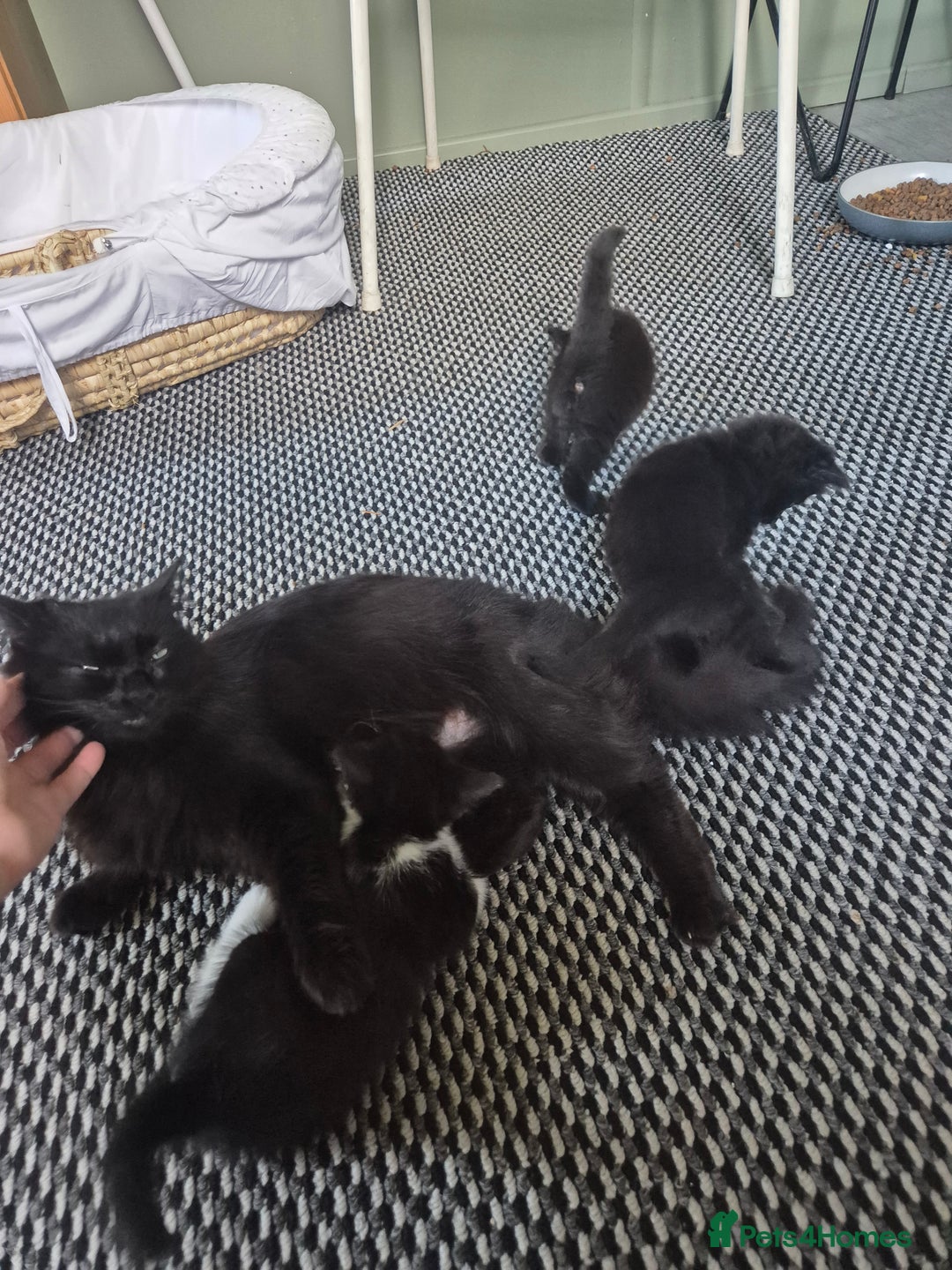 Mixed Breed cats for sale: Pretty all black ragdoll mix girls - Image 1