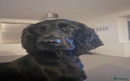 Cocker Spaniel dogs for sale: 4 year old Male Working Cocker Spaniel - Image 8