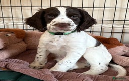 Cocker Spaniel dogs for sale: Beautiful pedigree working cocker spaniel puppy  - Image 4