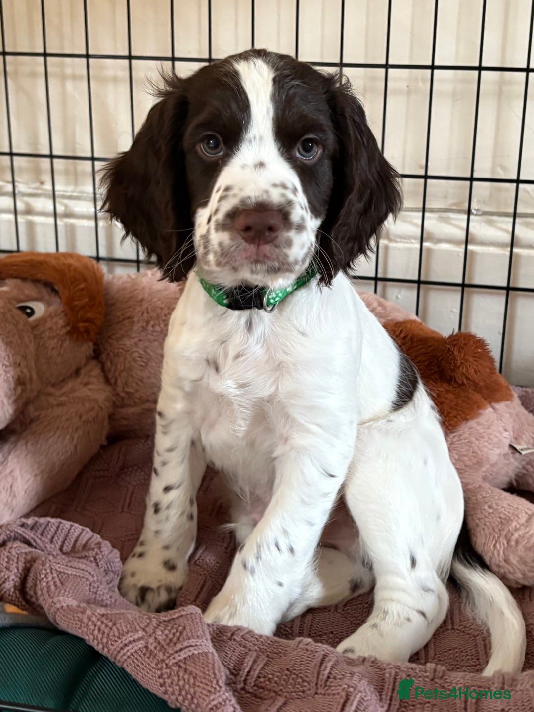 Cocker Spaniel dogs for sale: Beautiful pedigree working cocker spaniel puppy  - Image 4