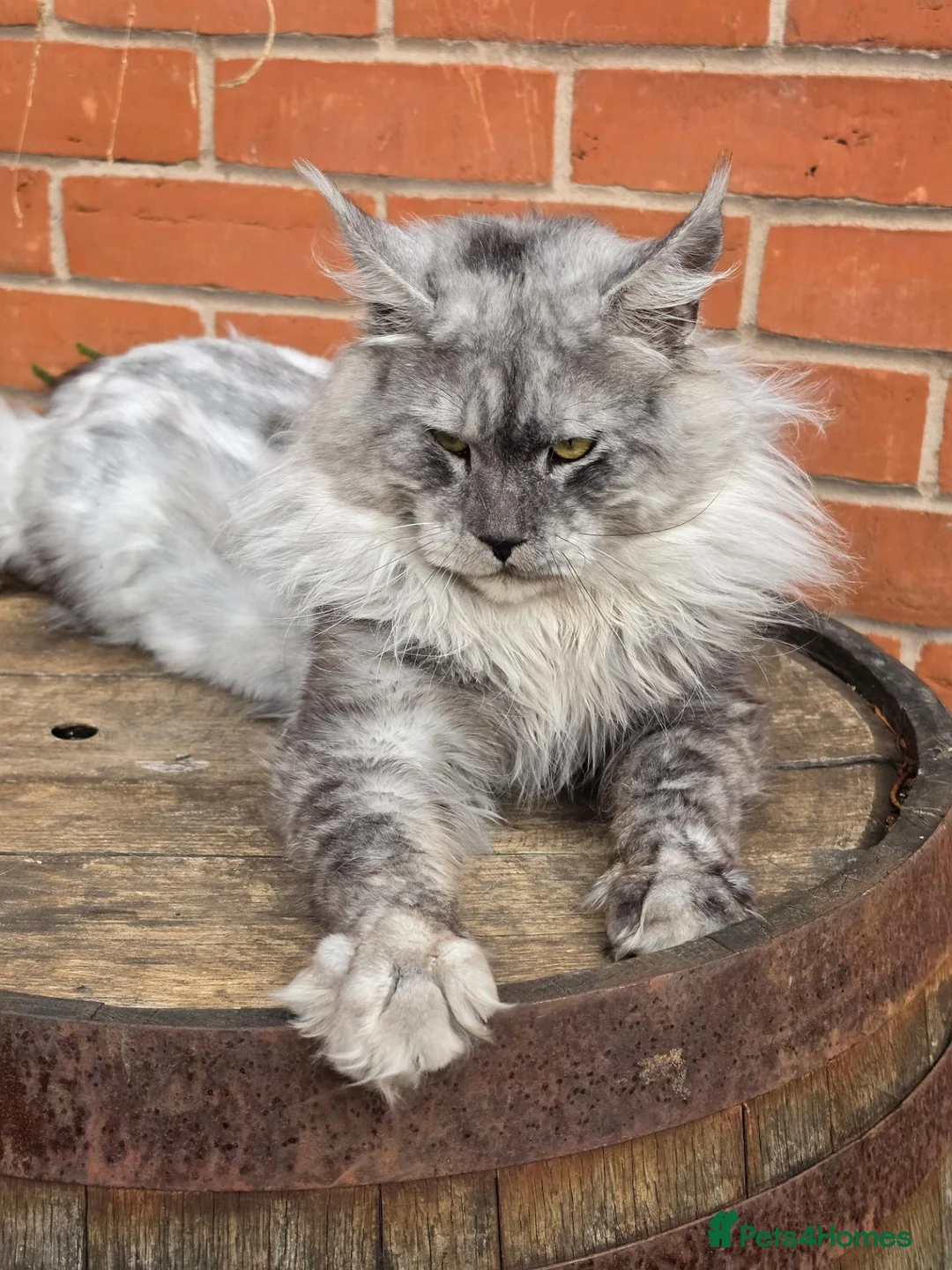 Maine Coon cats for stud: Black smoke boy from shaded line  - Advert 2